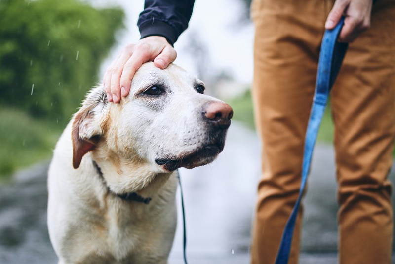 un chien accompagne un aveugle en promenade
