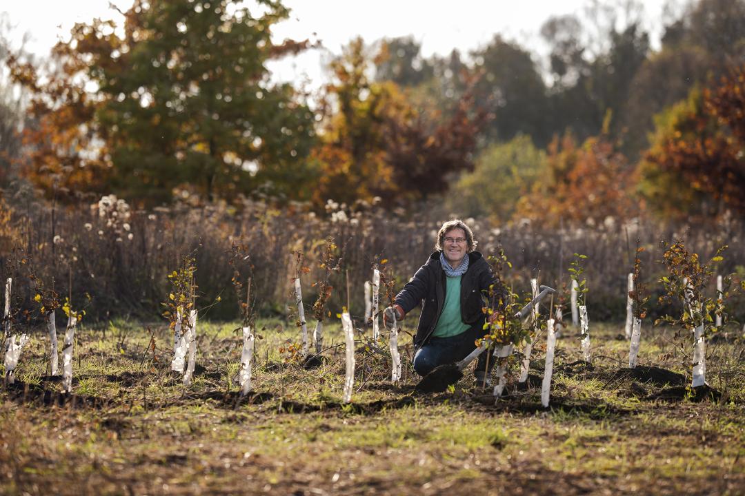 Plant a tree