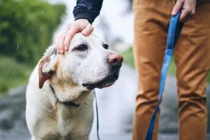 6.blindengeleidenhond